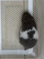 ゴールデンハムスターの画像3