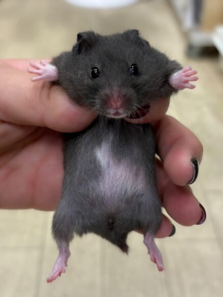 ゴールデンハムスターのメイン画像