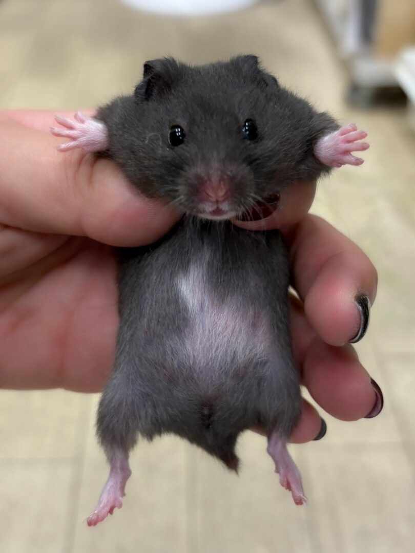 ゴールデンハムスターのメイン画像