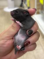 ゴールデンハムスターの画像1
