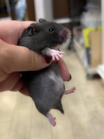 ゴールデンハムスターの画像2
