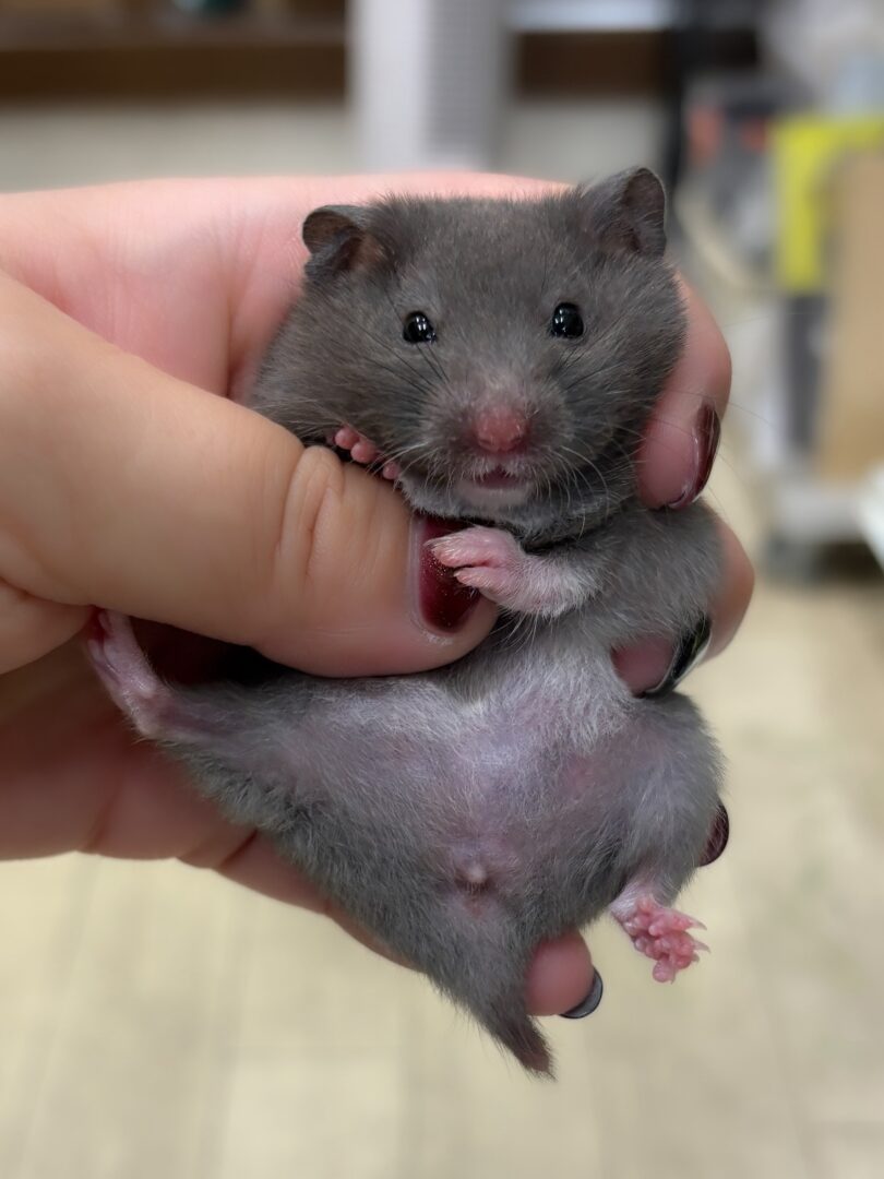 ゴールデンハムスターのメイン画像