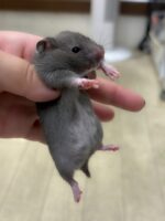 ゴールデンハムスターの画像1