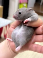 ゴールデンハムスターの画像2