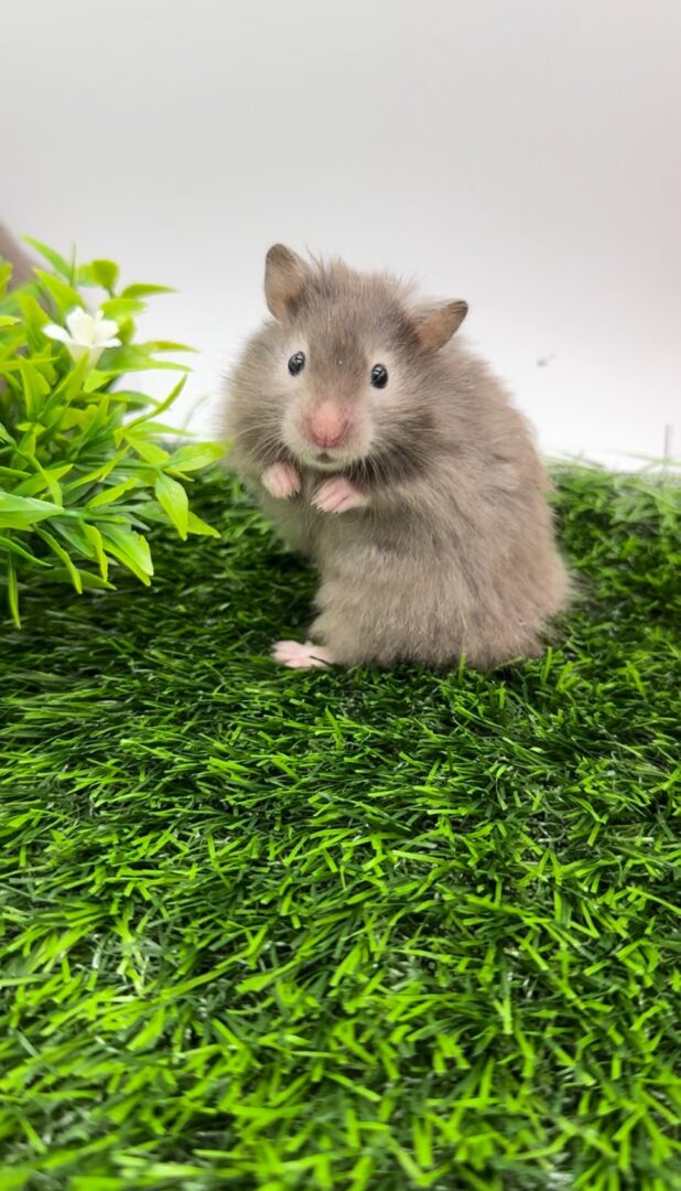 ゴールデンハムスターのセーブルロング | ピュアアニマル