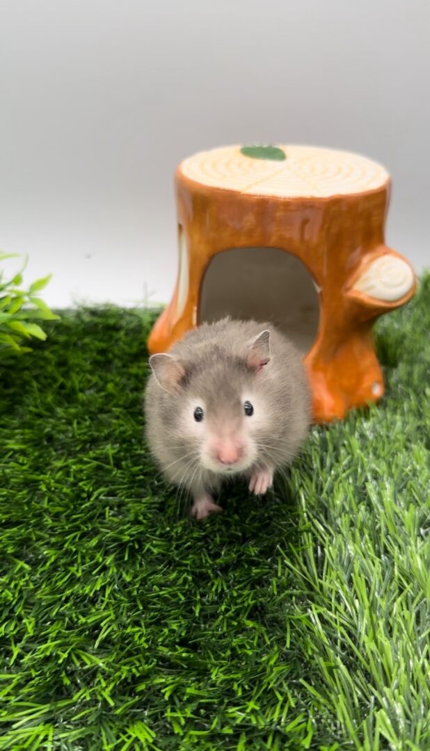 ゴールデンハムスターのセーブルロング | ピュアアニマル