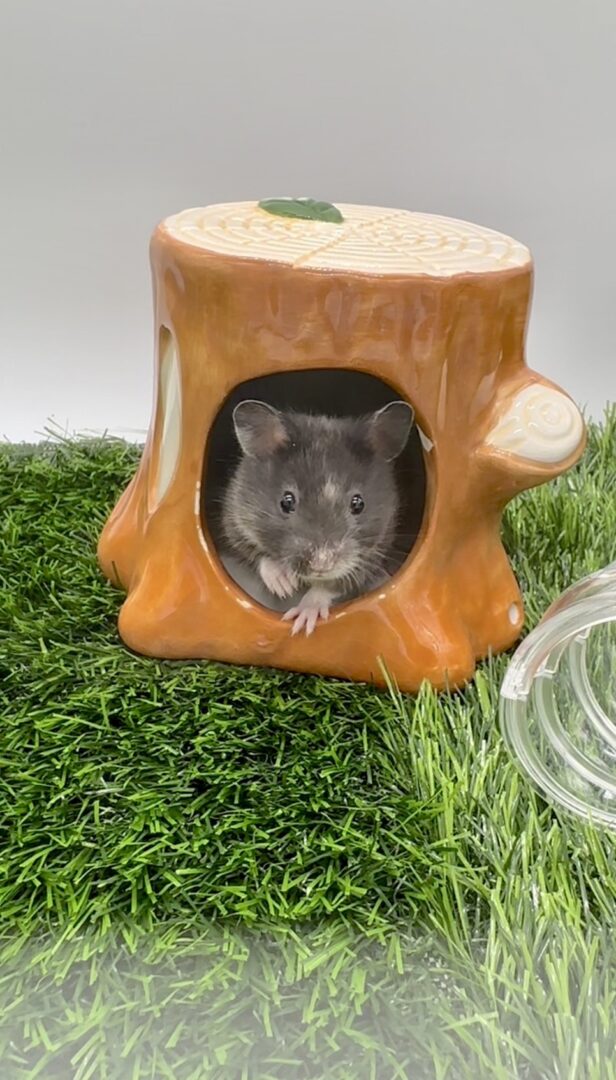 超可愛い シリアンンハムスター（ダヴとトーティシェル）♀ | ピュア