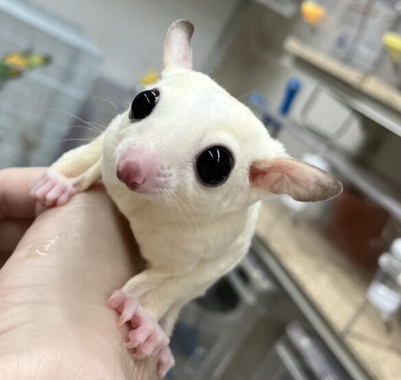 フクロモモンガのメイン画像