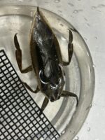 タイワンタガメ ペア販売（水生昆虫）タガメ メンダーの画像2
