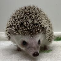 ハリネズミ(カナダ産:ソルト&ペッパー♂ )超懐っこいです♪(copy)の画像8