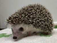 ハリネズミ(カナダ産:ソルト&ペッパー♂ )超懐っこいです♪(copy)の画像9