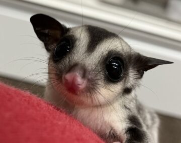【7月13日】タイよりフクロモモンガベビーたくさん入荷しました♪の画像