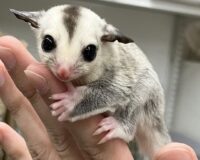 フクロモモンガの画像5