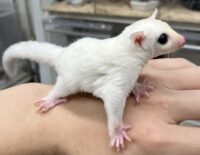 フクロモモンガの画像5