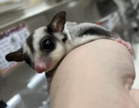 フクロモモンガの画像9