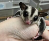 フクロモモンガの画像1