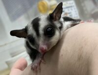 フクロモモンガの画像3