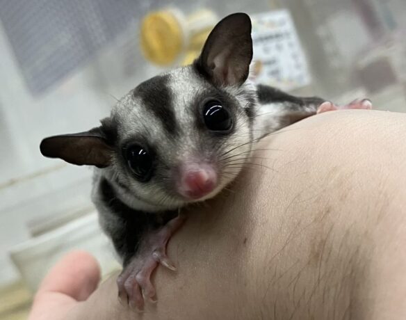 フクロモモンガのメイン画像