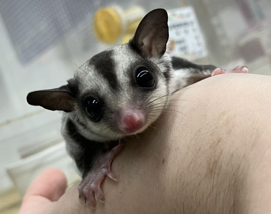 フクロモモンガのメイン画像