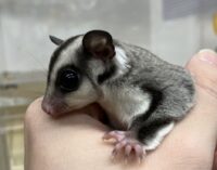 フクロモモンガの画像7