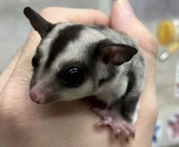 フクロモモンガの画像4