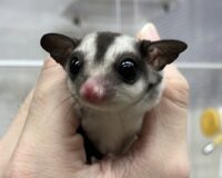 フクロモモンガの画像5