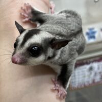 フクロモモンガの画像6