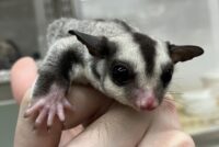 フクロモモンガの画像8