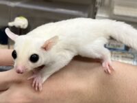 フクロモモンガの画像6