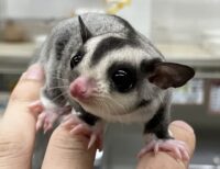 フクロモモンガの画像2