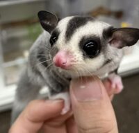 フクロモモンガの画像1