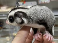 フクロモモンガの画像7