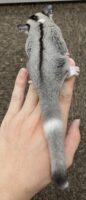 フクロモモンガの画像6