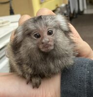 超レア！国産コモンマーモセットのベビーの画像2