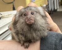 超レア！国産コモンマーモセットのベビーの画像12