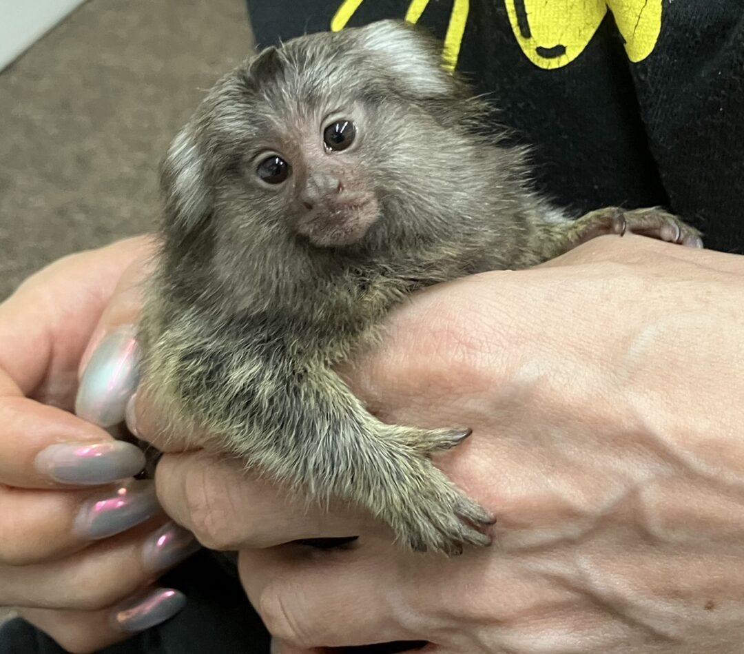超レア！国産コモンマーモセットのベビーのメイン画像