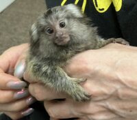 超レア！国産コモンマーモセットのベビーの画像2