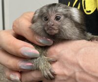 超レア！国産コモンマーモセットのベビーの画像13