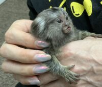 超レア！国産コモンマーモセットのベビーの画像14