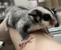 フクロモモンガの画像6