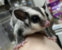 フクロモモンガの画像1