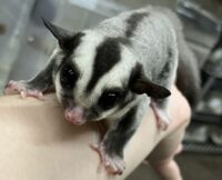 フクロモモンガの画像9