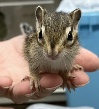 可愛いシマリスベビーがたくさん入荷しました!!の画像