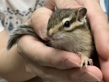 可愛いシマリスベビーがたくさん入荷しました!!の画像