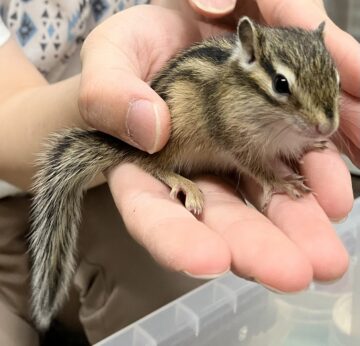 可愛いシマリスベビーがたくさん入荷しました！！の画像