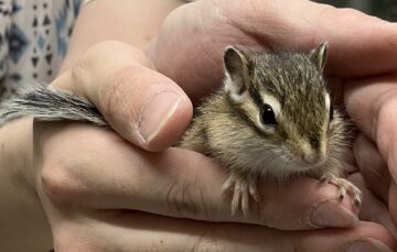 可愛いシマリスベビーがたくさん入荷しました！！の画像