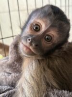 【予約受付中】フサオマキザル 新生児｜国内CB・人工哺育対応｜霊長類専門店 ピュア☆アニマルの画像3