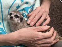 ミーアキャットベビー♀（2026年5月産まれ）超べた馴れ♪の画像7