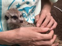 ミーアキャットベビー♀（2026年5月産まれ）超べた馴れ♪の画像8
