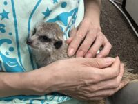 ミーアキャットベビー♀（2026年5月産まれ）超べた馴れ♪の画像9